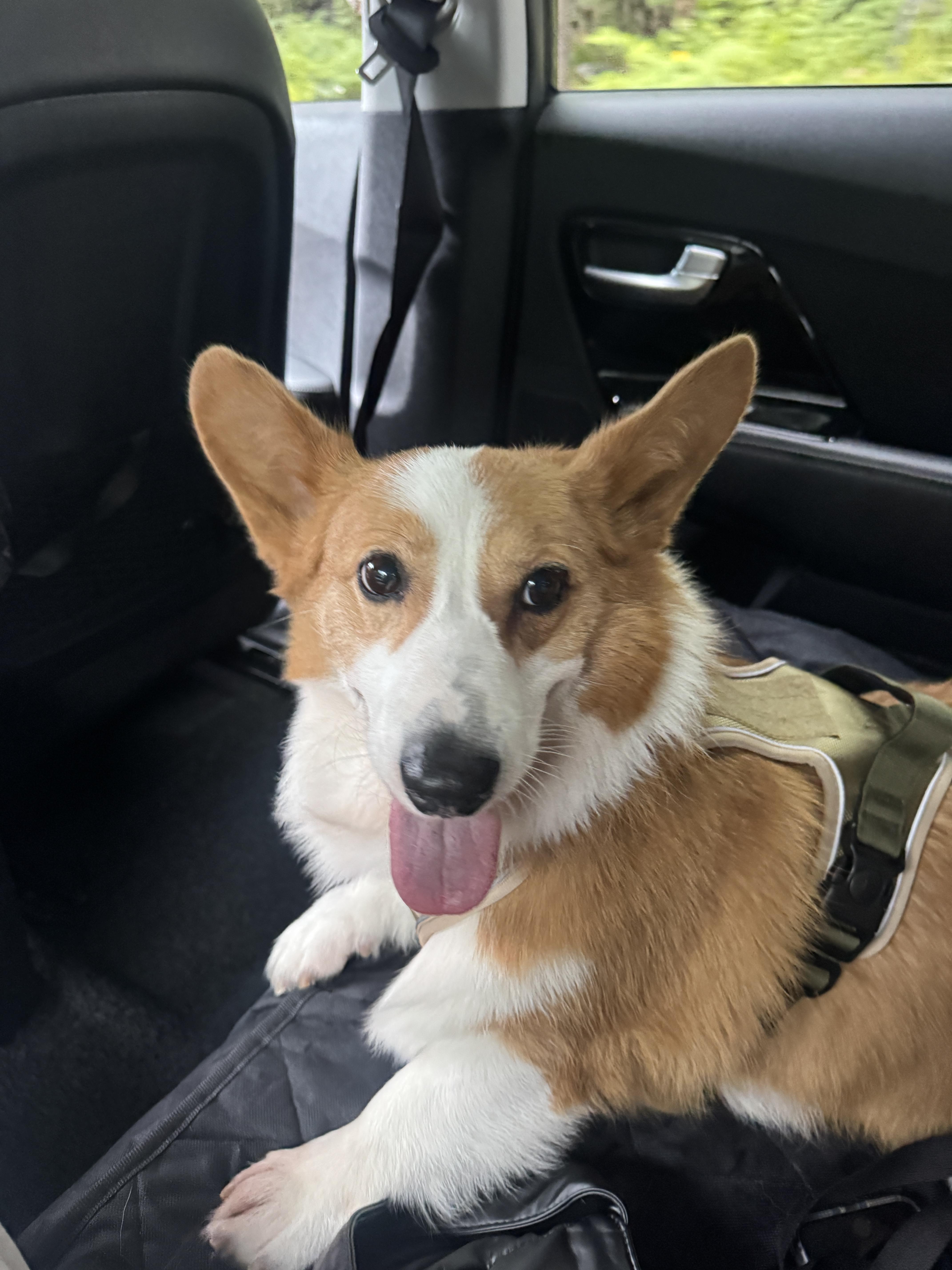Enlarge Nugget, a Adoptable Pembroke Welsh Corgi in Manchester , NH image 6/6