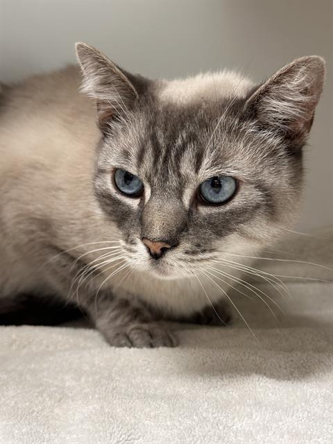 Enlarge BOOGER BEAR, a Adoptable Domestic Short Hair in Centerville, MA image 1/1