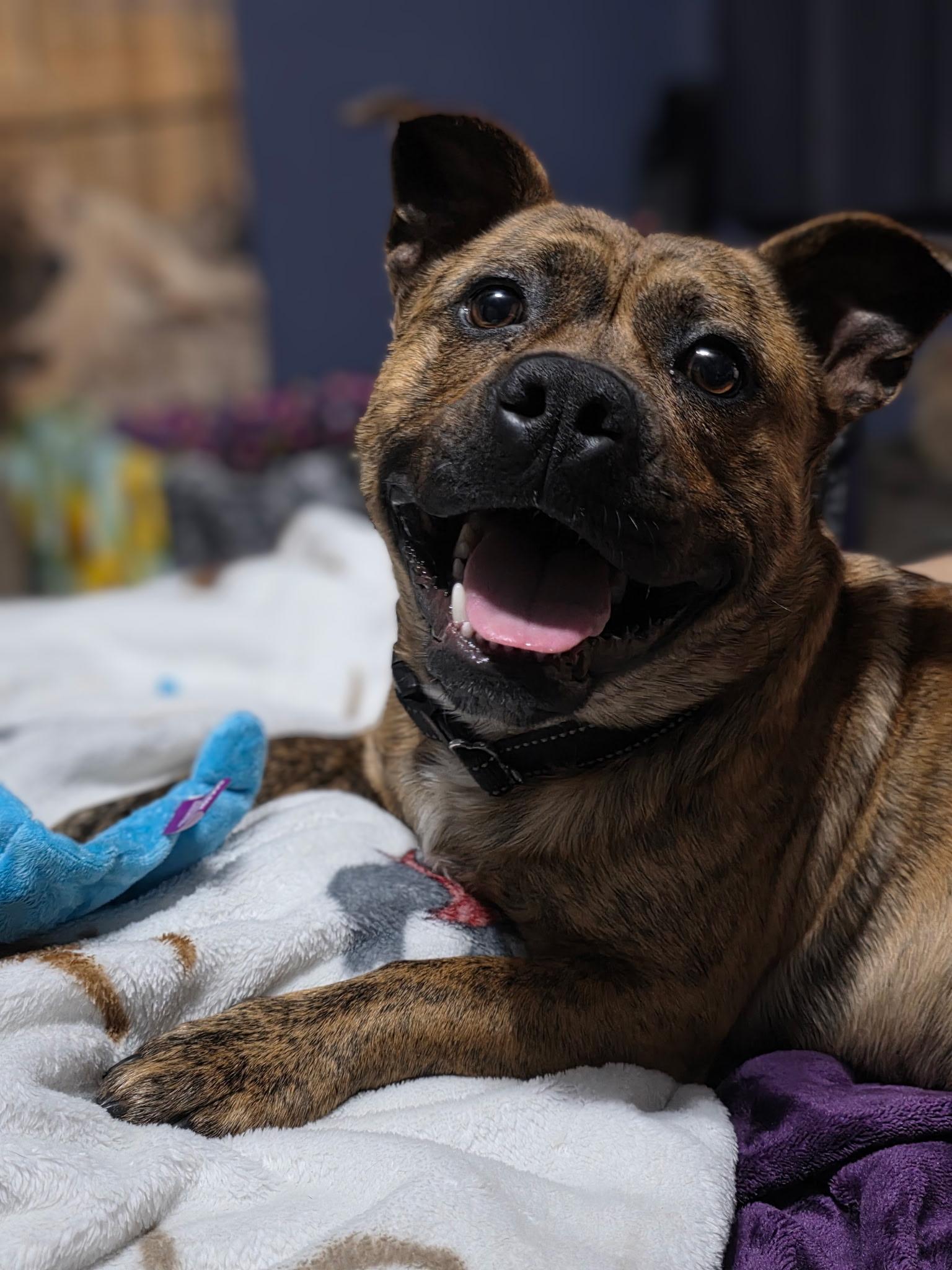 Shorty, adopted, Young Male American Bully.