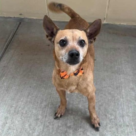 Frank, Adoptable, Adult Male Chihuahua.