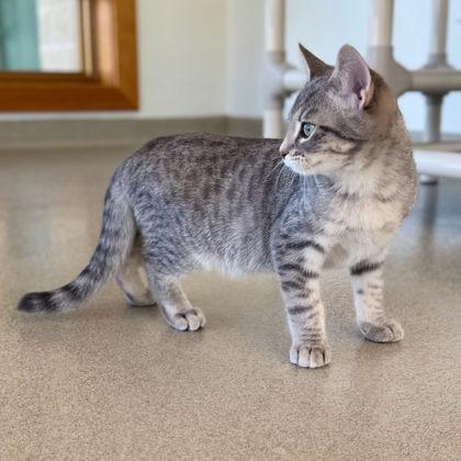 Winston, Adoptable, Kitten Male Domestic Short Hair & Domestic Short Hair.