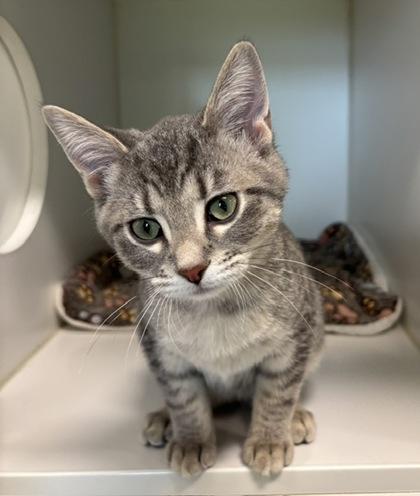 Enlarge Winston, a Adoptable mixed breed in Traverse City, MI image 2/3
