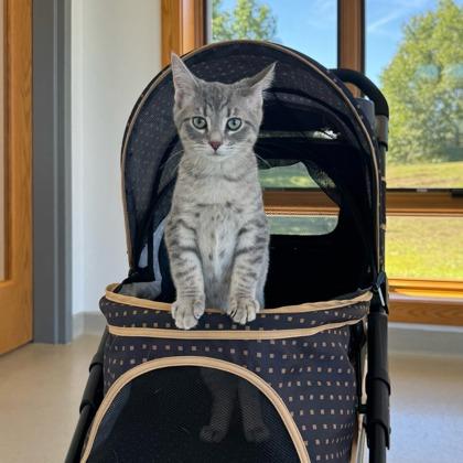 Enlarge Winston, a Adoptable mixed breed in Traverse City, MI image 3/3