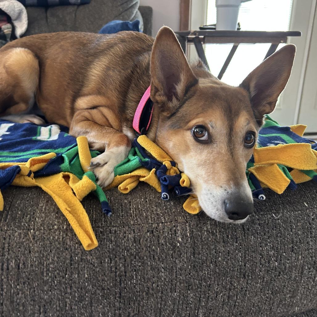 Gracie, Adoptable, Adult Female Mixed Breed.