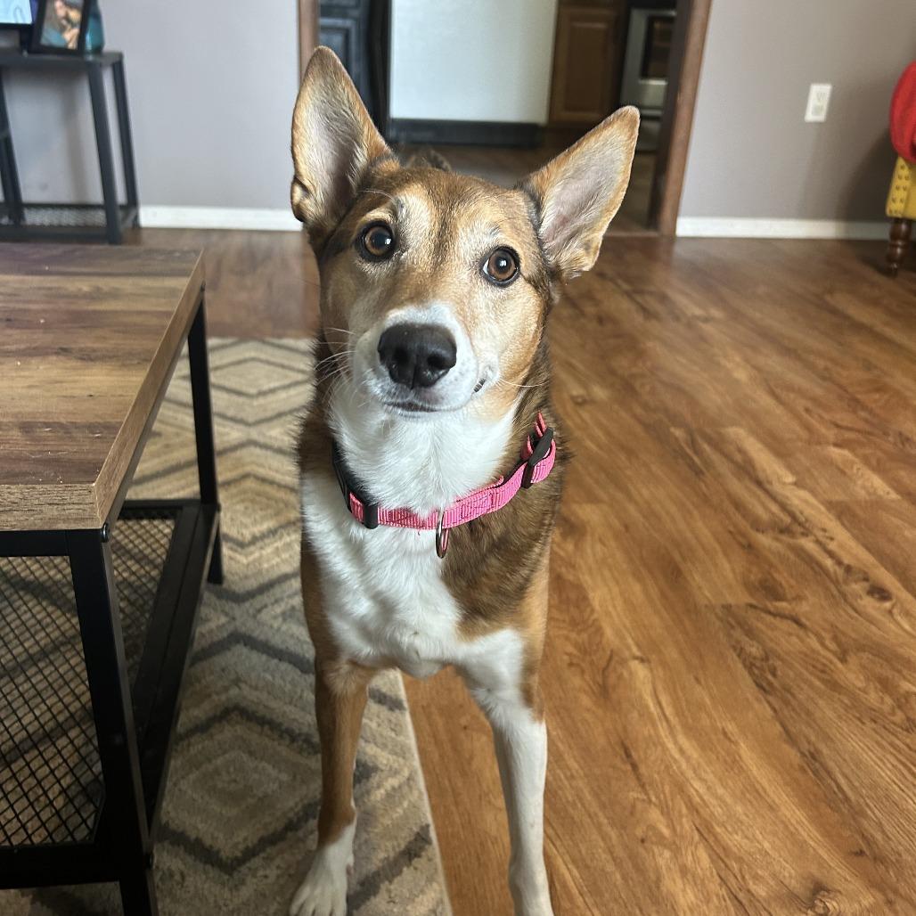 Enlarge Gracie, a Adoptable Mixed Breed in Jeffersonville, IN image 2/4