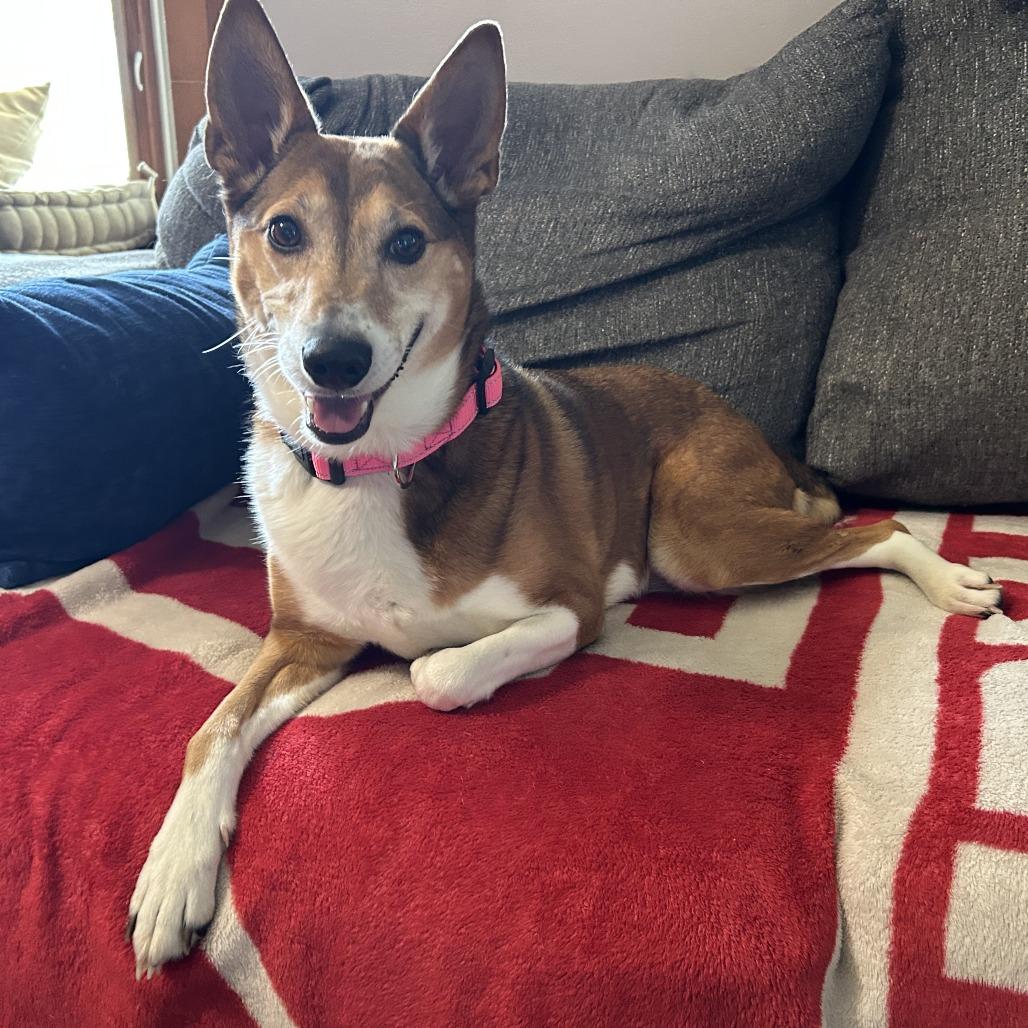 Enlarge Gracie, a Adoptable Mixed Breed in Jeffersonville, IN image 3/4