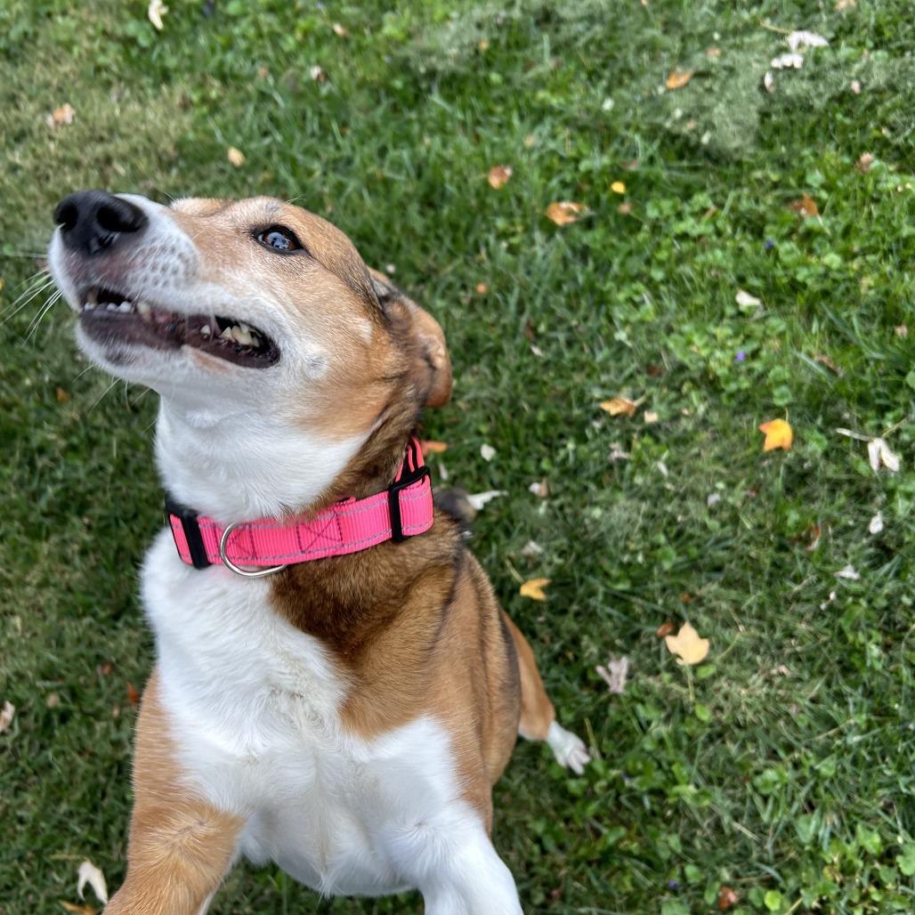 Enlarge Gracie, a Adoptable Mixed Breed in Jeffersonville, IN image 4/4