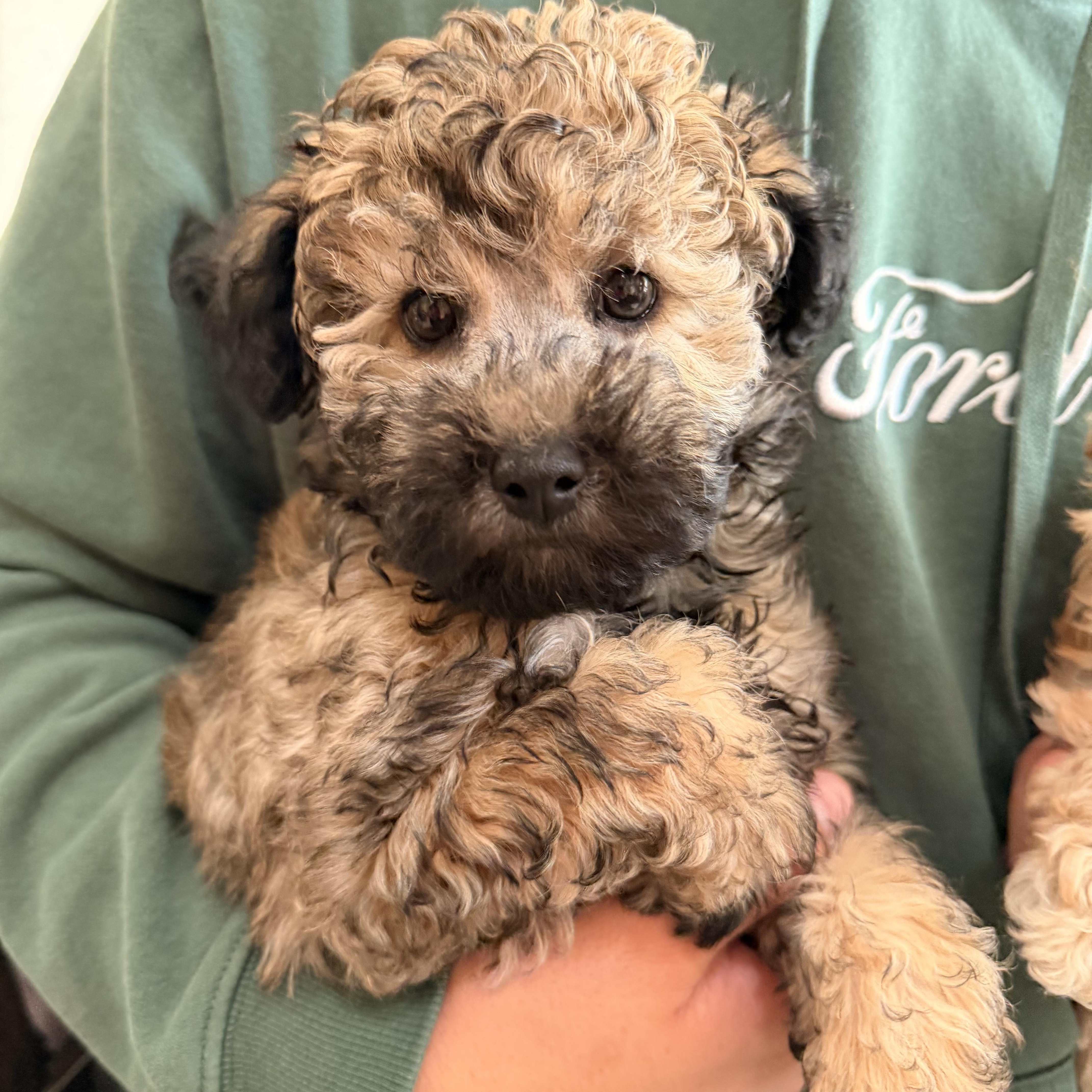 Enlarge Sabrina, a Adoptable mixed breed in ontario, CA image 1/1