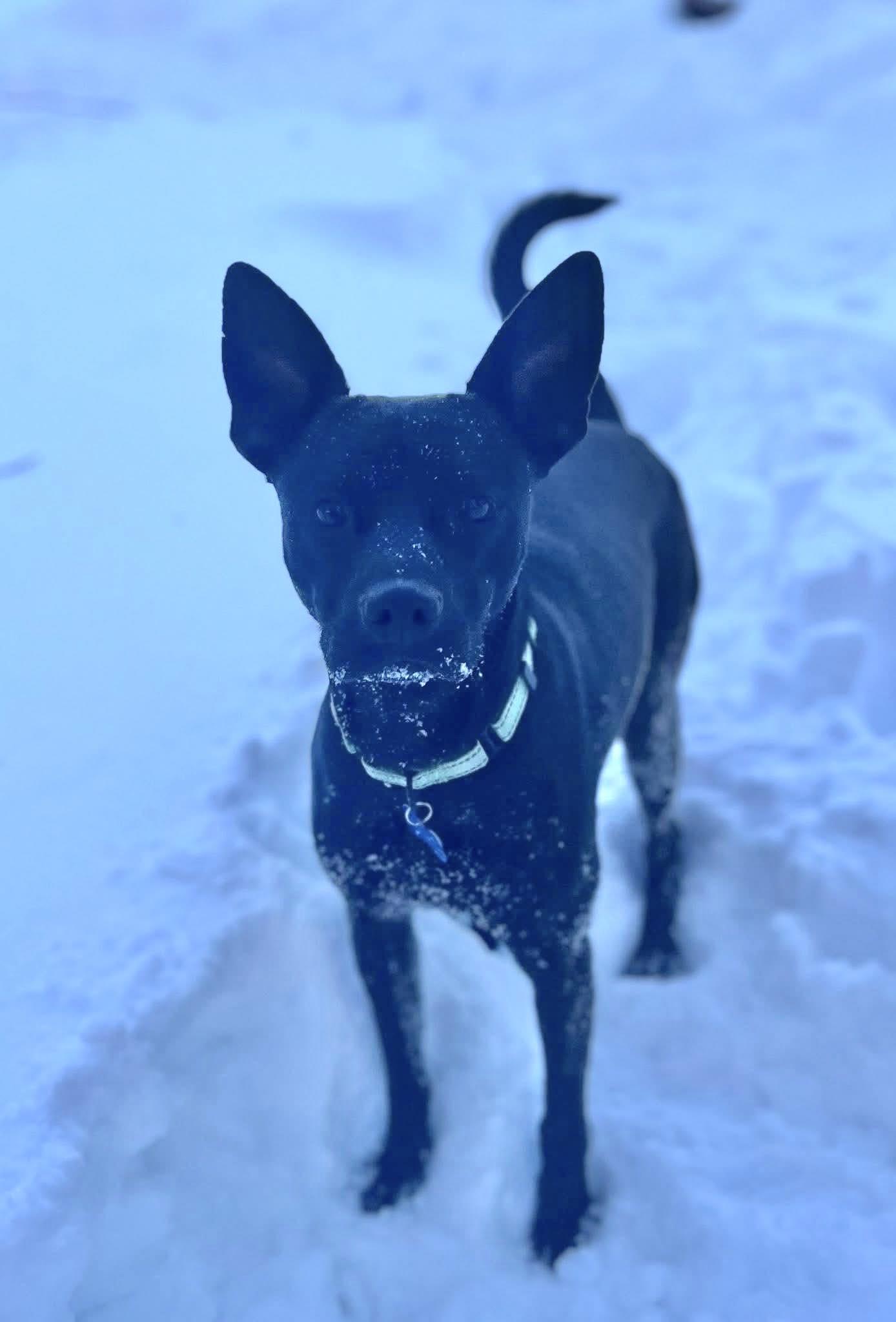 Enlarge Sgt. Pepper, a ADOPTABLE mixed breed in De Pere, WI image 1/5