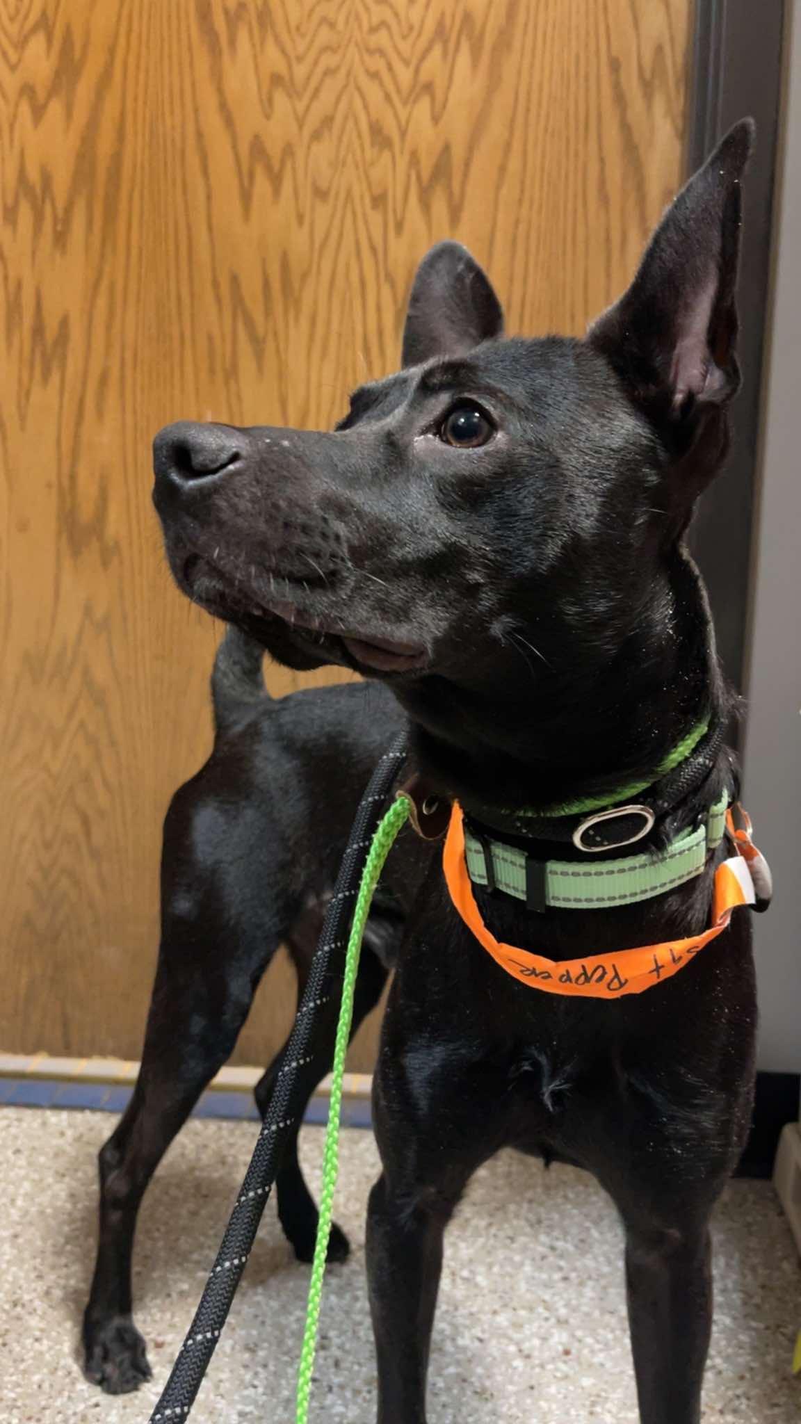 Sgt. Pepper, a ADOPTABLE mixed breed in De Pere, WI image 5/6