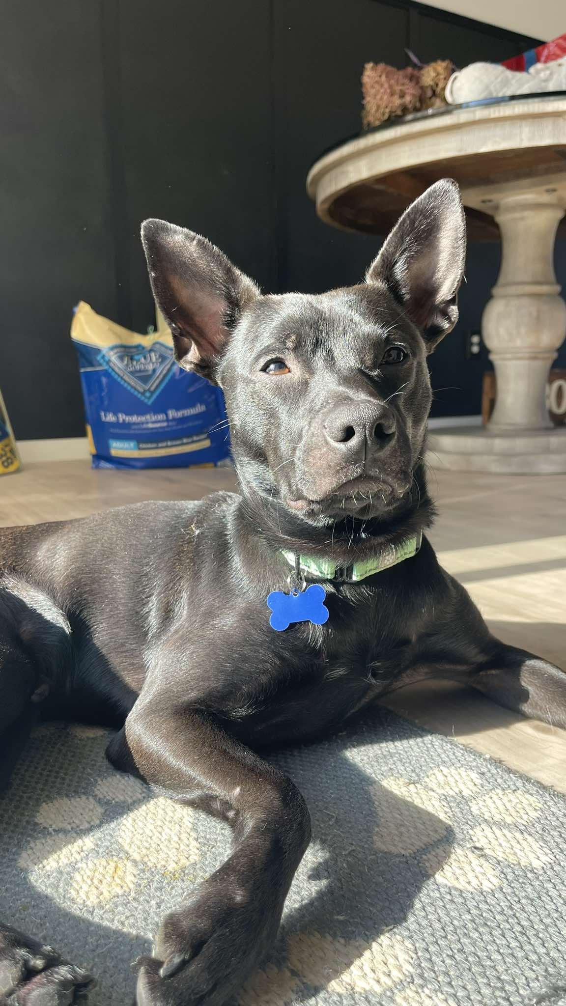 Sgt. Pepper, a ADOPTABLE mixed breed in De Pere, WI image 3/6