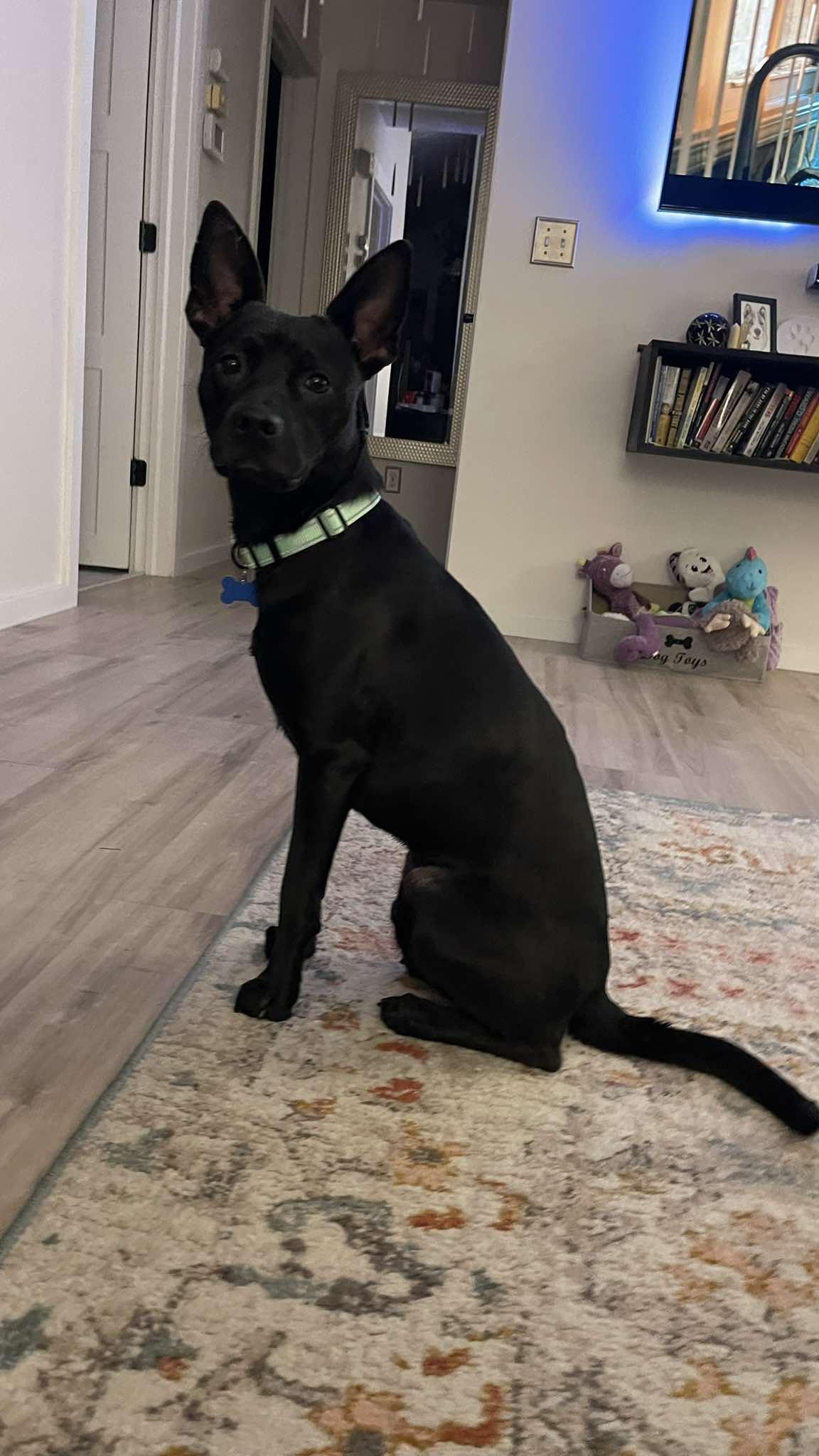 Sgt. Pepper, ADOPTABLE, Young Male Mixed Breed.