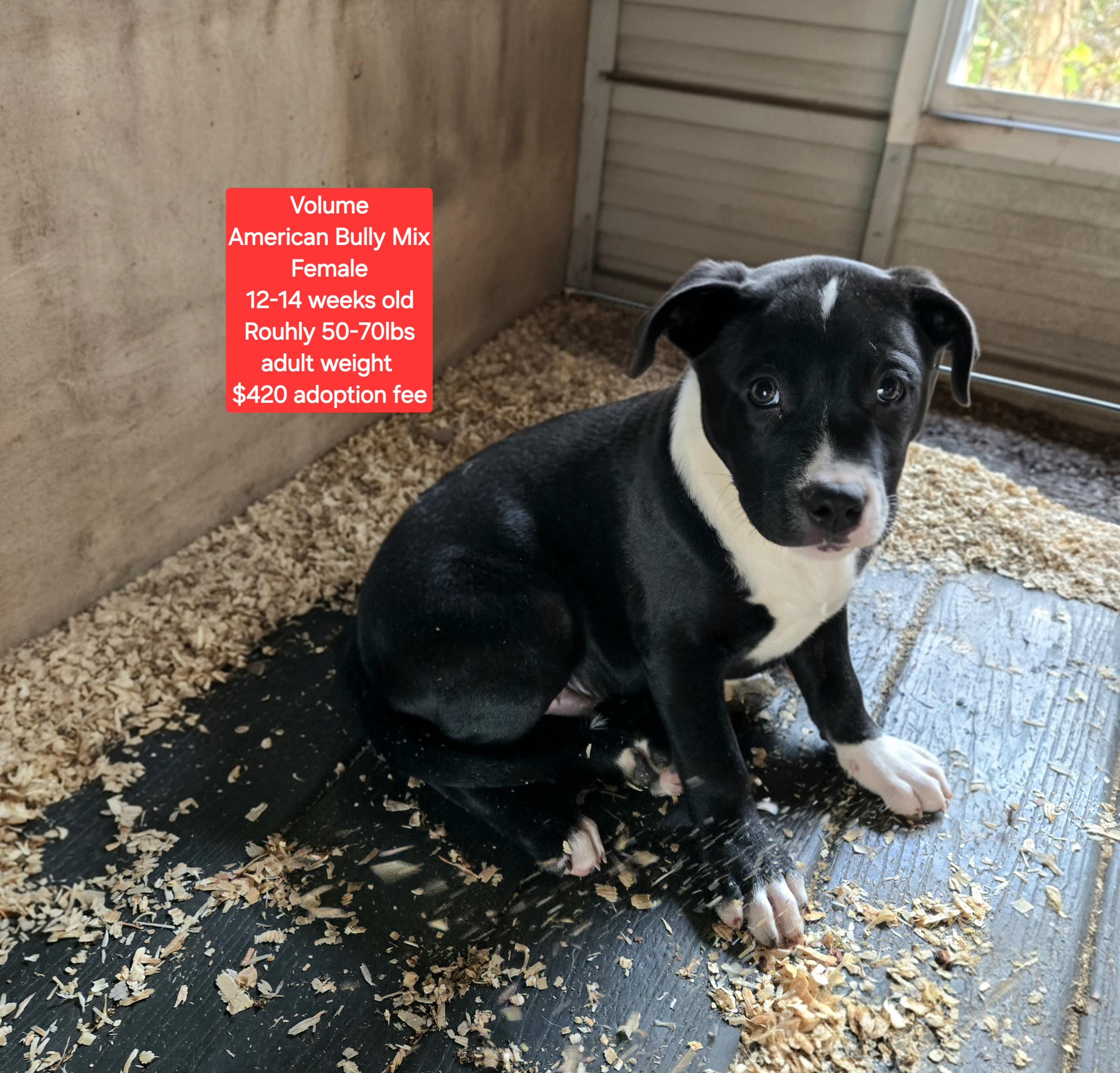 Volume, ADOPTABLE, Puppy Female American Bully.