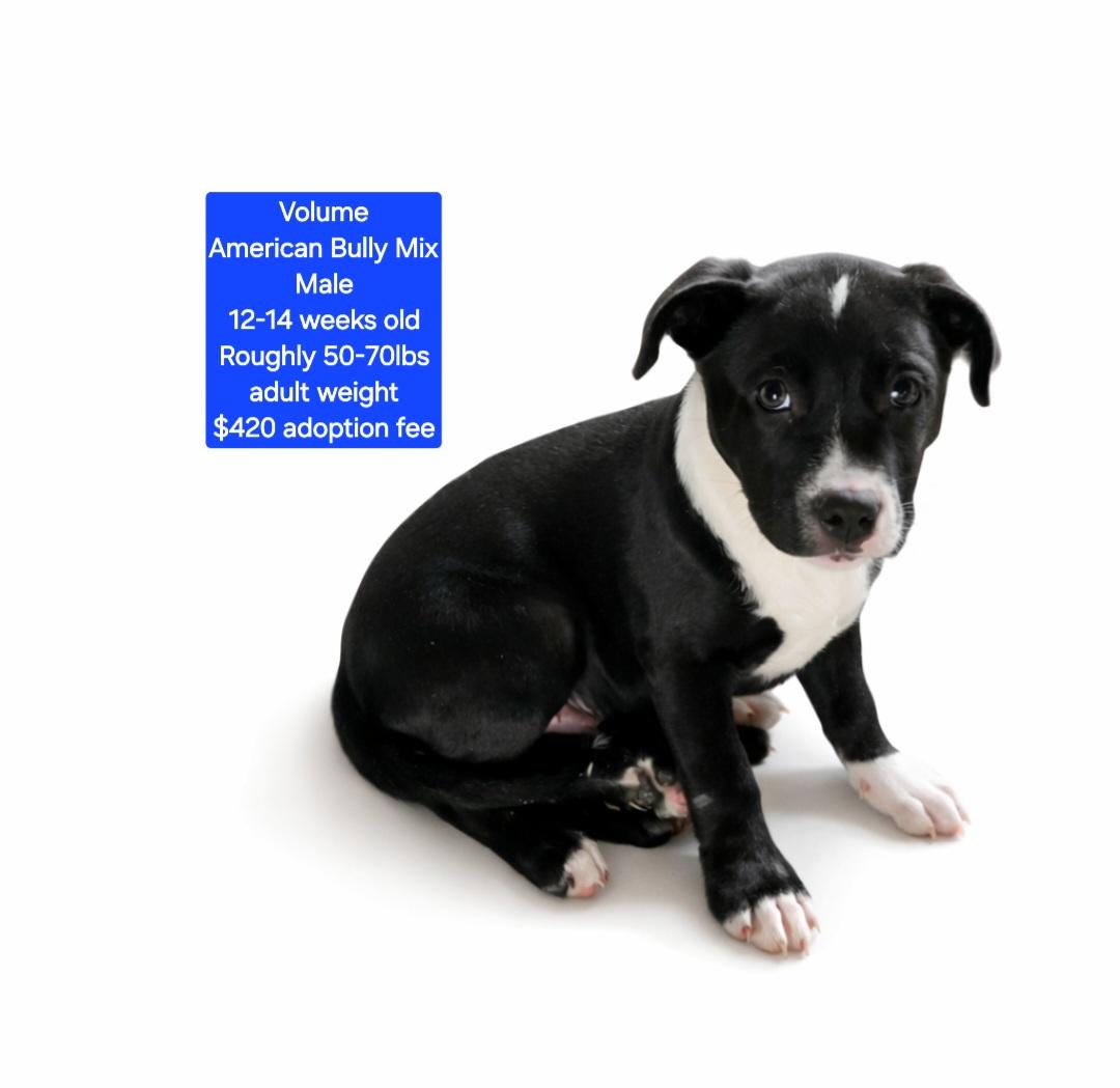 Enlarge Volume, a ADOPTABLE mixed breed in Oviedo, FL image 1/1