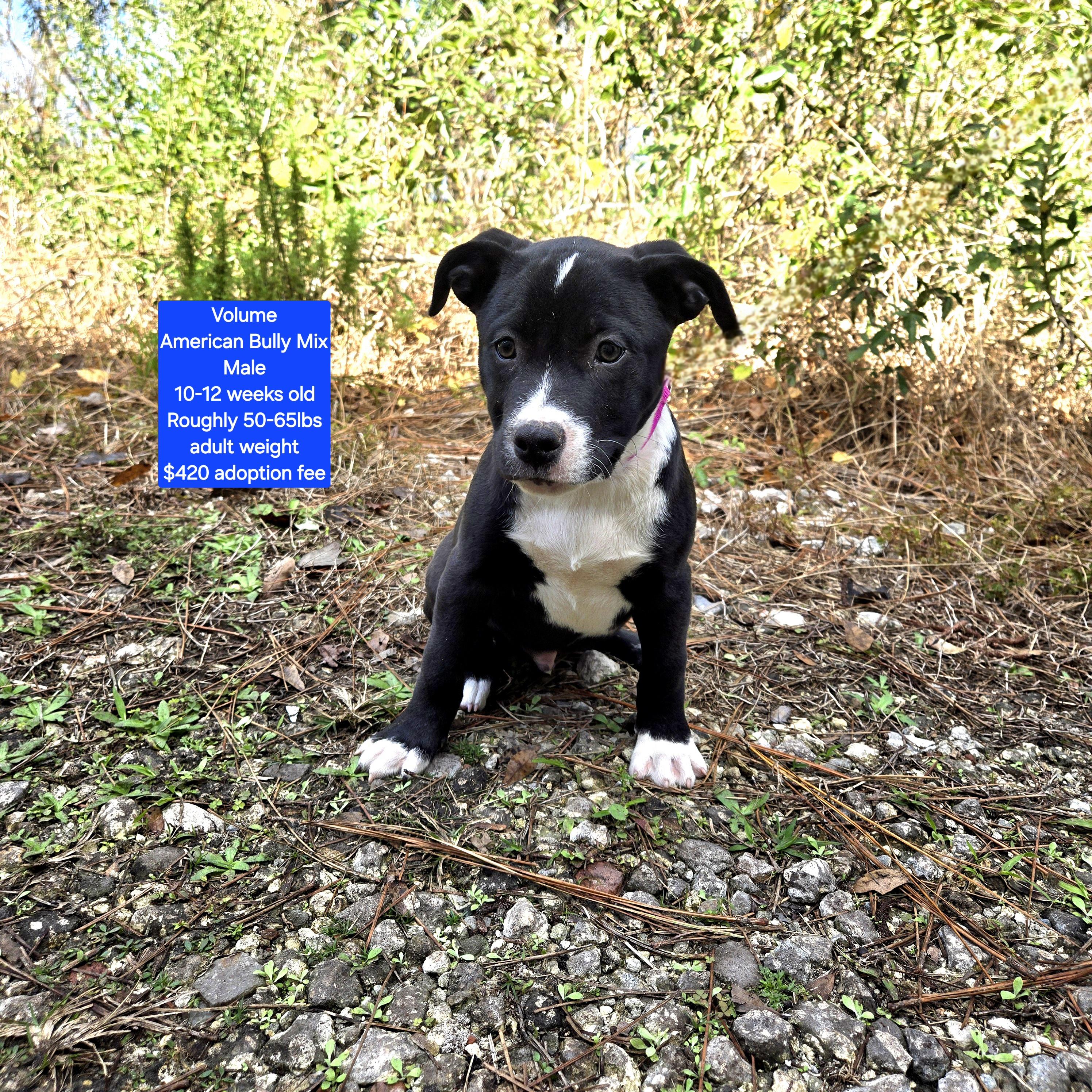 Volume, ADOPTABLE, Puppy Male American Bully.