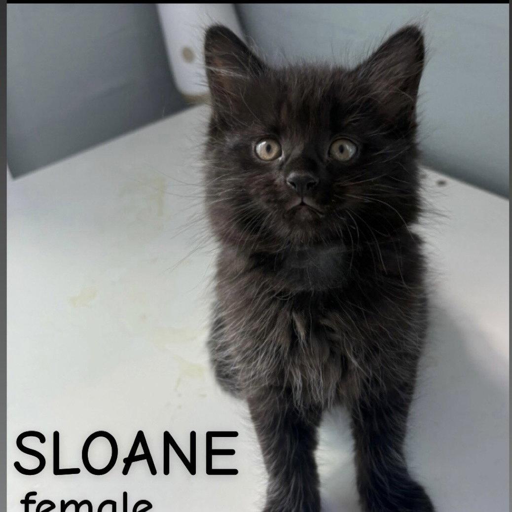 Sloane, Adopted, Kitten Female Domestic Medium Hair.