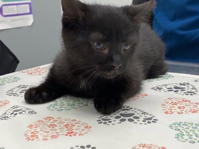 Enlarge LEVI, a Adoptable mixed breed in Niagara on the Lake, ON image 1/1