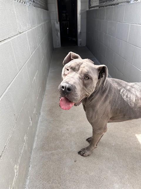 Enlarge CASH, a Adoptable Pit Bull Terrier in Killeen, TX image 1/1