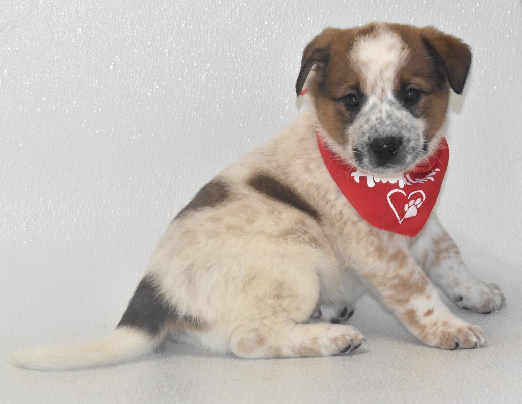 Enlarge Almond Joy, a Adoptable Australian Cattle Dog / Blue Heeler in Springfield, OH image 1/4