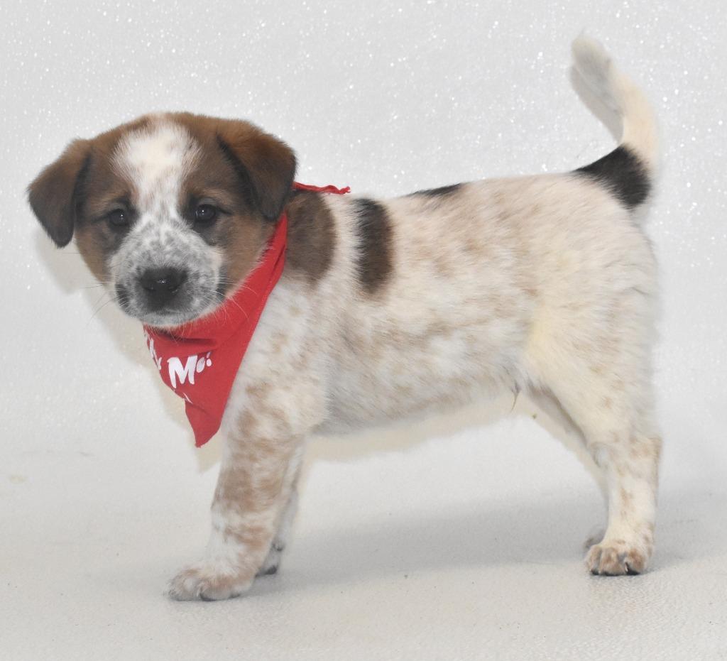 Enlarge Almond Joy, a Adoptable Australian Cattle Dog / Blue Heeler in Springfield, OH image 2/4