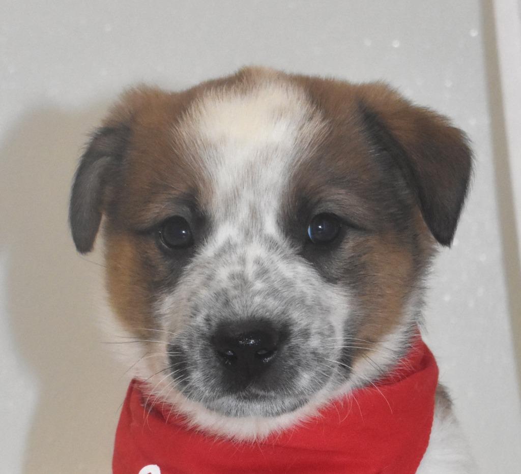 Enlarge Almond Joy, a Adoptable Australian Cattle Dog / Blue Heeler in Springfield, OH image 3/4