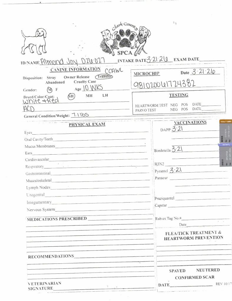 Enlarge Almond Joy, a Adoptable Australian Cattle Dog / Blue Heeler in Springfield, OH image 4/4