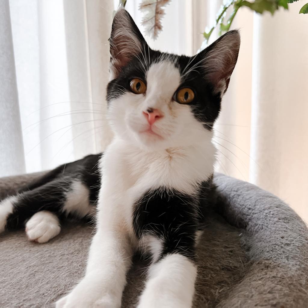 Enlarge BENTLEY, a Adoptable Domestic Short Hair in San Antonio, TX image 1/3