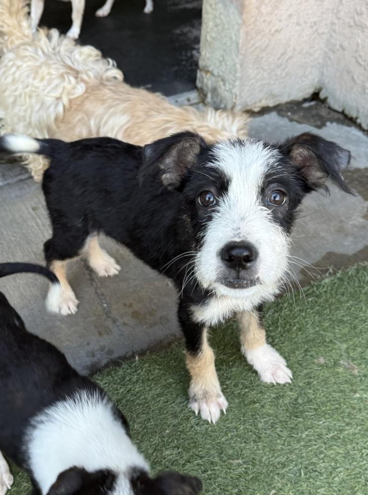 Kelly, Adoptable, Puppy Female Terrier & Border Collie.