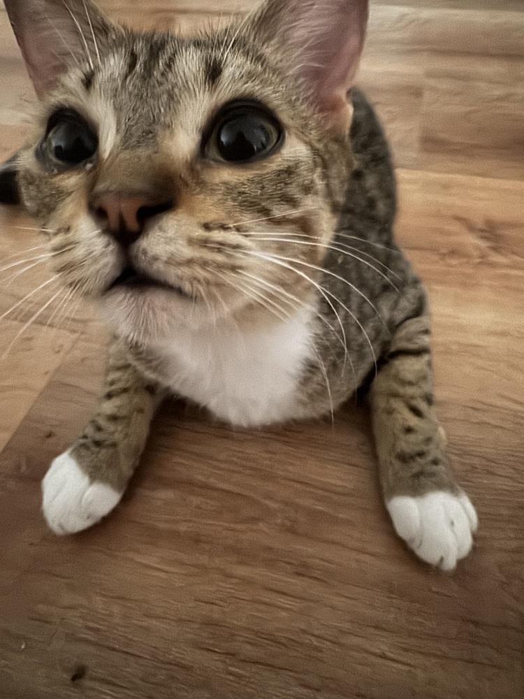 Enlarge Toffee, a Adoptable Domestic Short Hair in Dawson, GA image 2/5