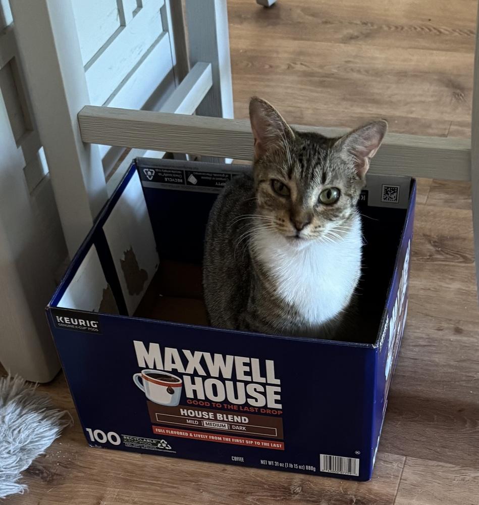 Enlarge Toffee, a Adoptable Domestic Short Hair in Dawson, GA image 3/5