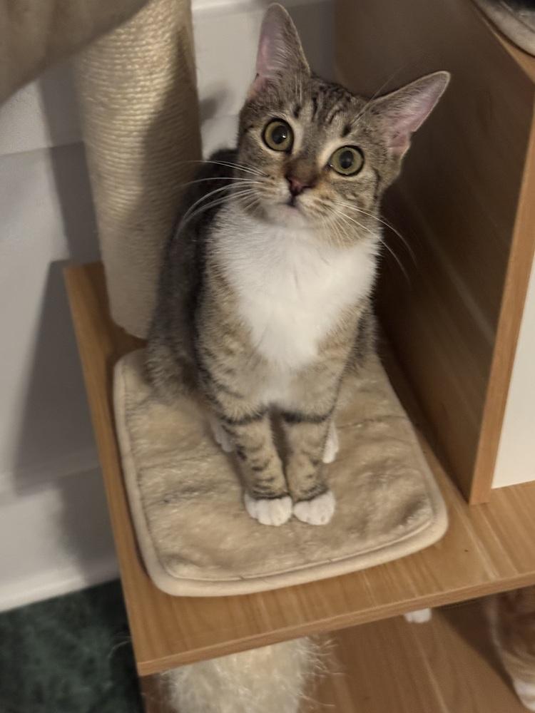 Enlarge Toffee, a Adoptable Domestic Short Hair in Dawson, GA image 5/5