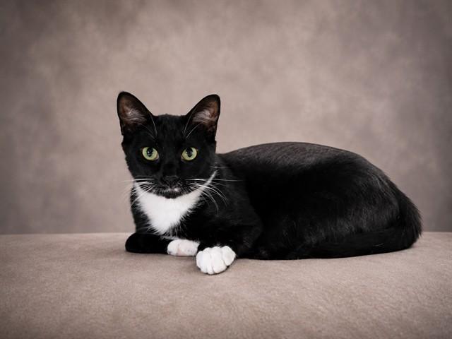 MONROE, Adoptable, Young Male Domestic Short Hair.