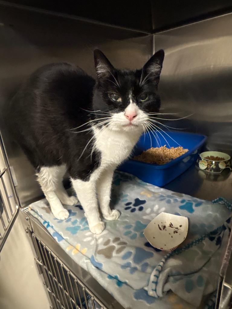 Lil John, Adoptable, Adult Male Domestic Short Hair.
