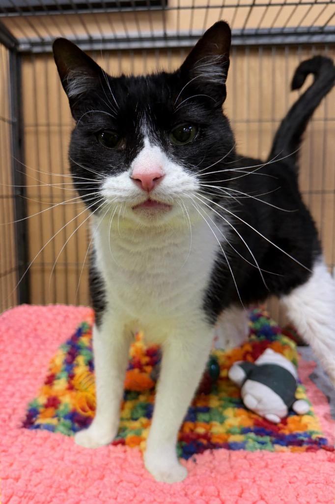 Lil John, Adoptable, Adult Male Domestic Short Hair.