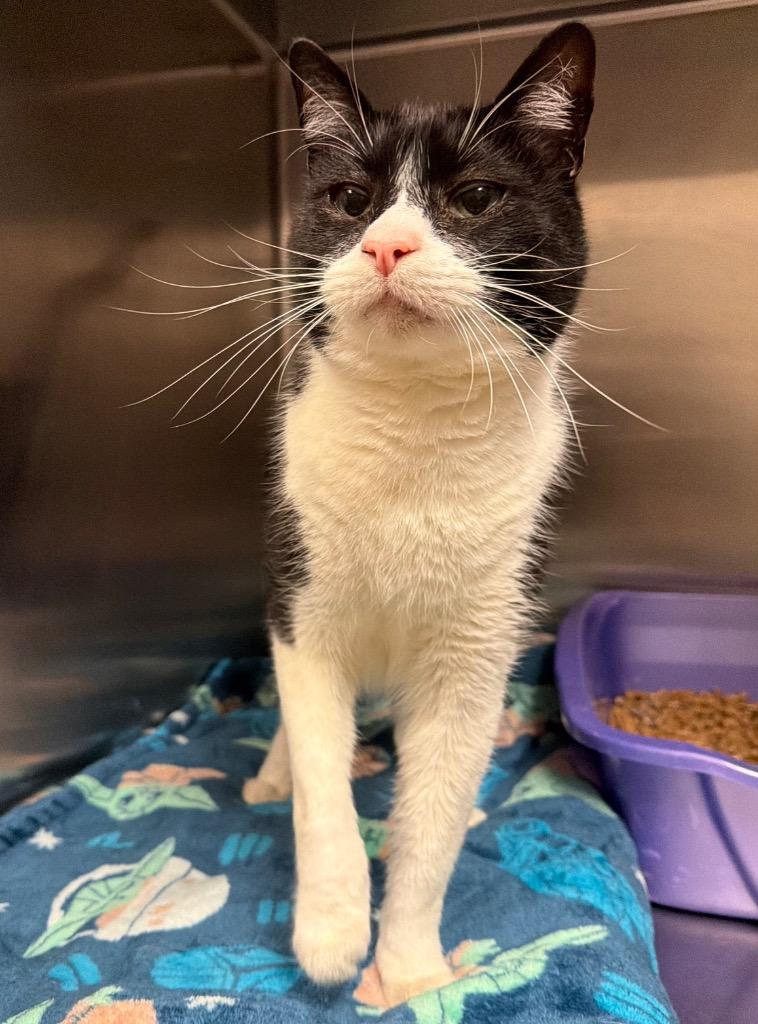 Enlarge Lil John, a Adoptable Domestic Short Hair in Ocala, FL image 2/4