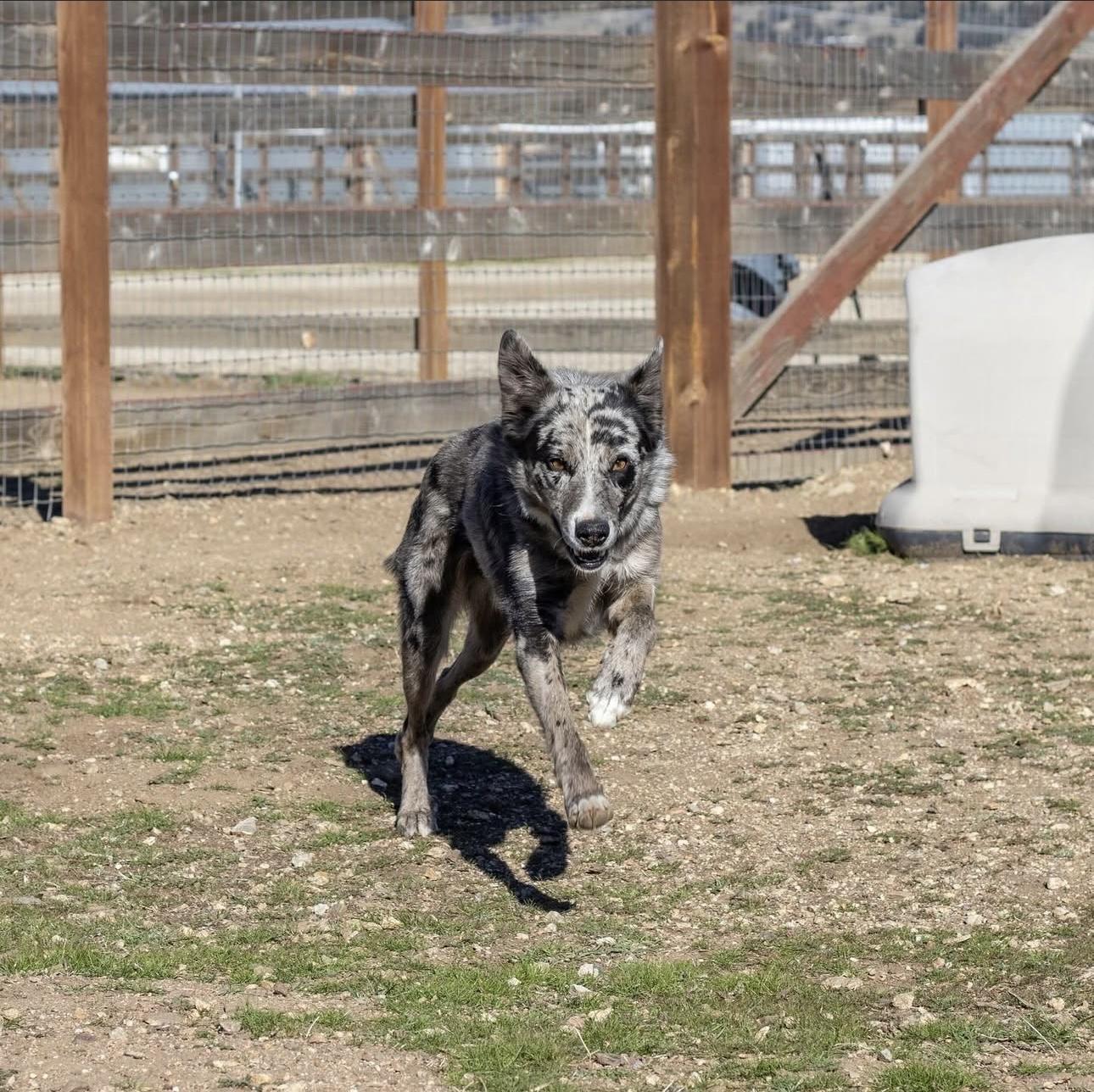Enlarge Neptune, a Adoptable mixed breed in lynnwood , WA image 4/6