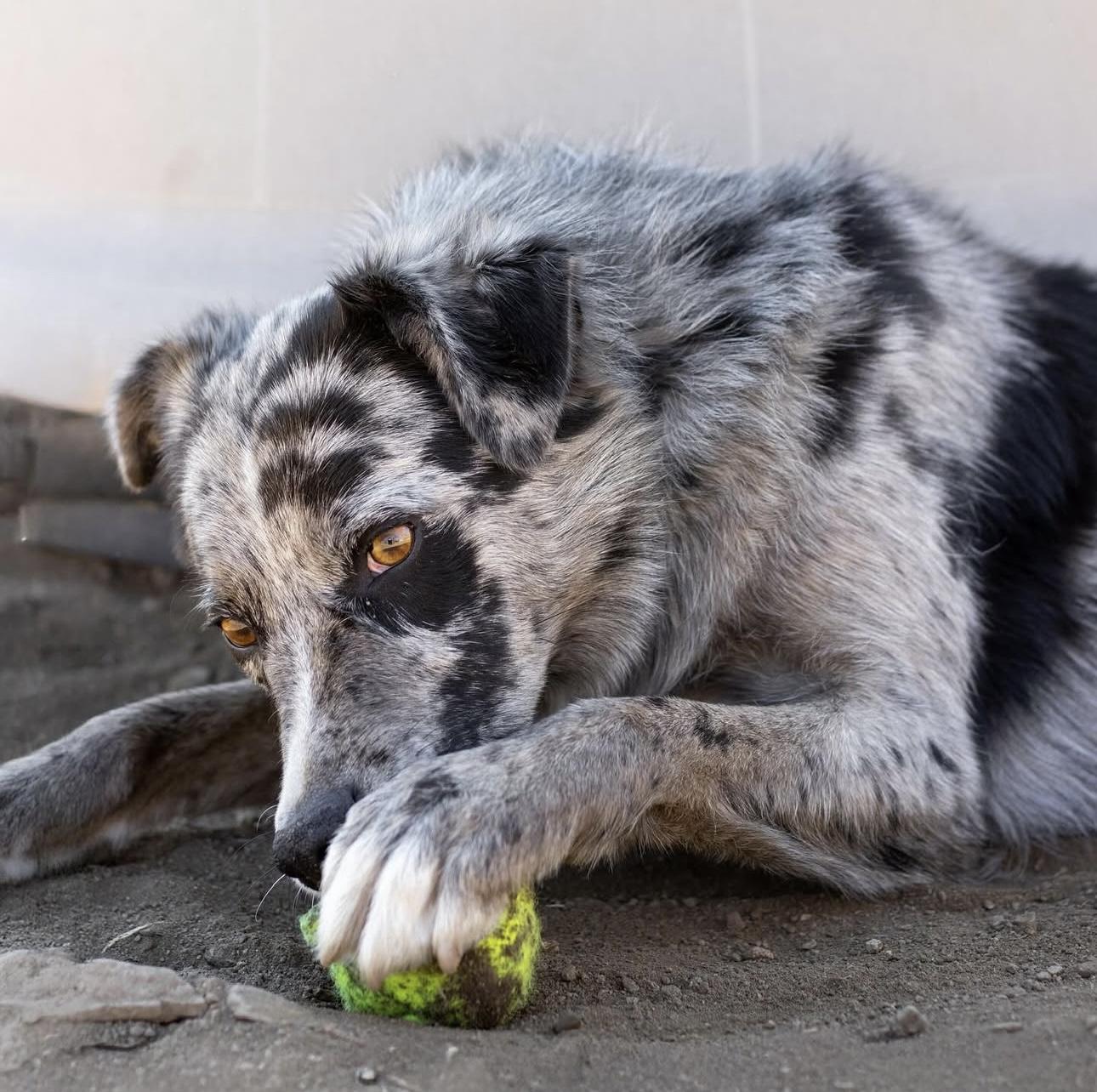 Enlarge Neptune, a Adoptable mixed breed in lynnwood , WA image 3/6