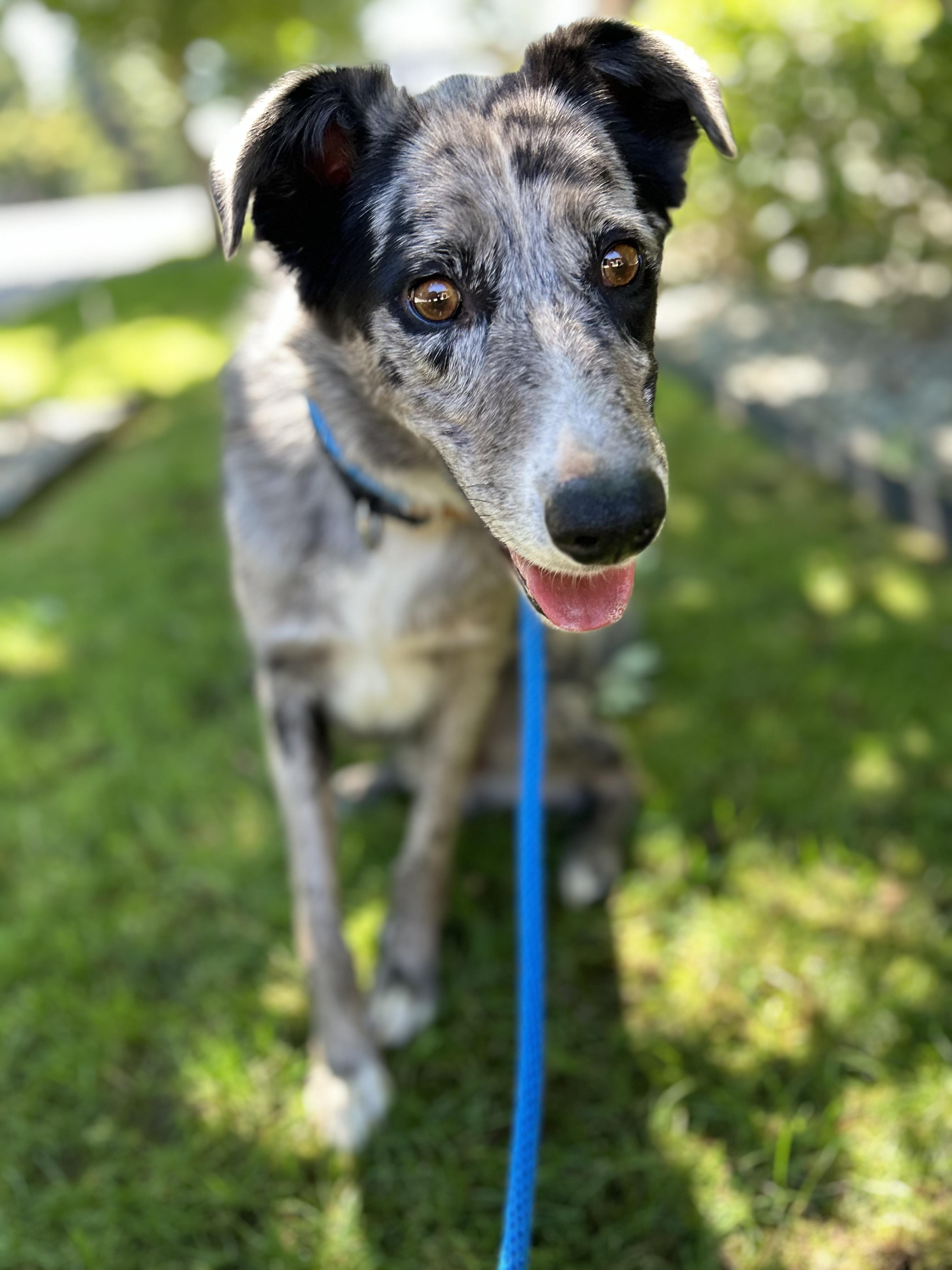 Enlarge Neptune, a Adoptable mixed breed in lynnwood , WA image 6/6