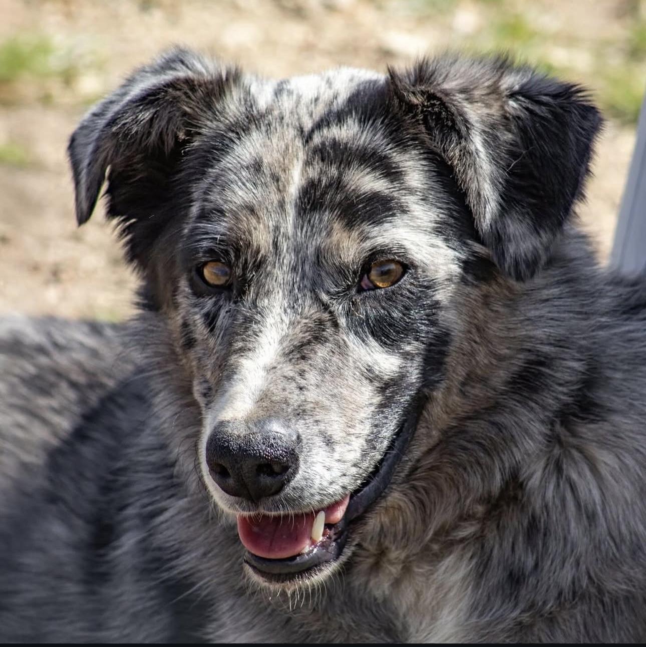 Enlarge Neptune, a Adoptable mixed breed in lynnwood , WA image 5/6