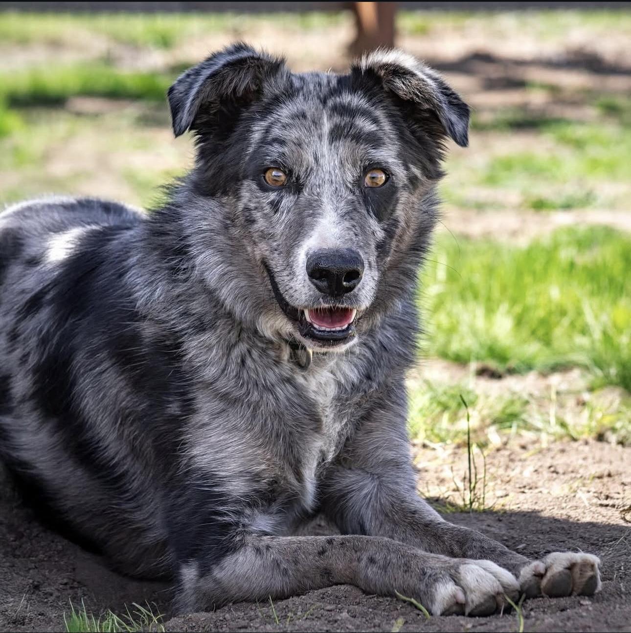 Neptune, Adoptable, Adult Male Australian Shepherd & Australian Cattle Dog / Blue Heeler.