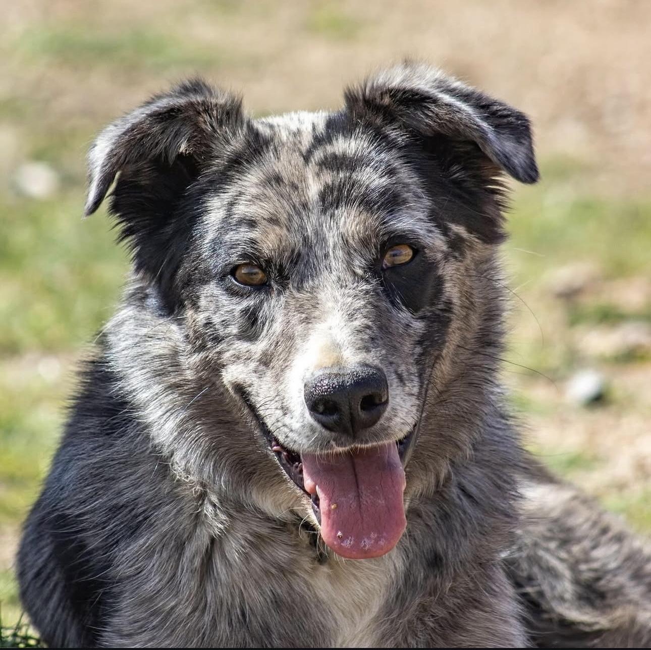 Enlarge Neptune, a Adoptable mixed breed in lynnwood , WA image 2/6