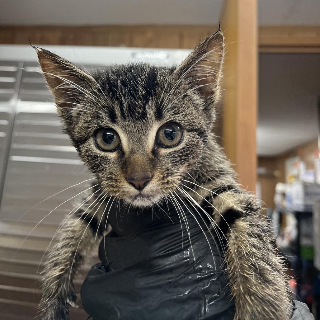 Enlarge Body Armour, a Adoptable Domestic Short Hair in Enfield, NH image 1/1