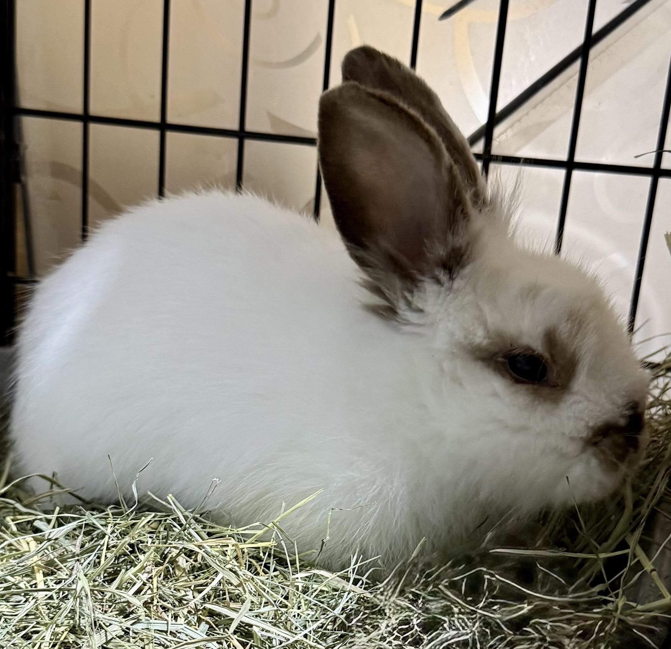 Enlarge Cabbage, a Adoptable mixed breed in Howell, NJ image 1/2