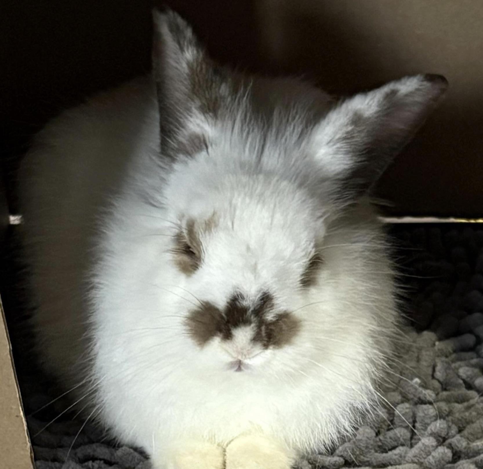 Enlarge Cabbage, a Adoptable mixed breed in Howell, NJ image 2/2