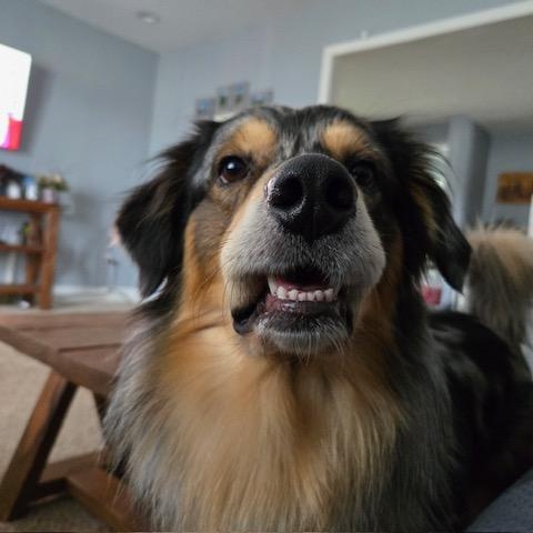 Enlarge Zuko, a ADOPTABLE mixed breed in Tacoma, WA image 3/6