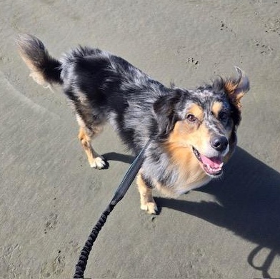 Enlarge Zuko, a ADOPTABLE mixed breed in Tacoma, WA image 6/6