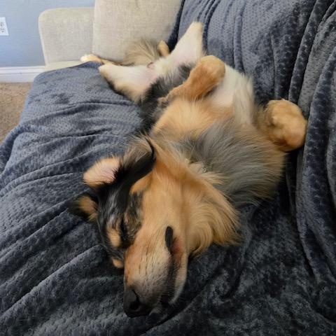 Enlarge Zuko, a ADOPTABLE mixed breed in Tacoma, WA image 4/6