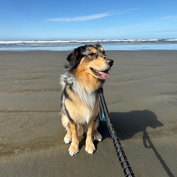 Enlarge Zuko, a ADOPTABLE mixed breed in Tacoma, WA image 1/6