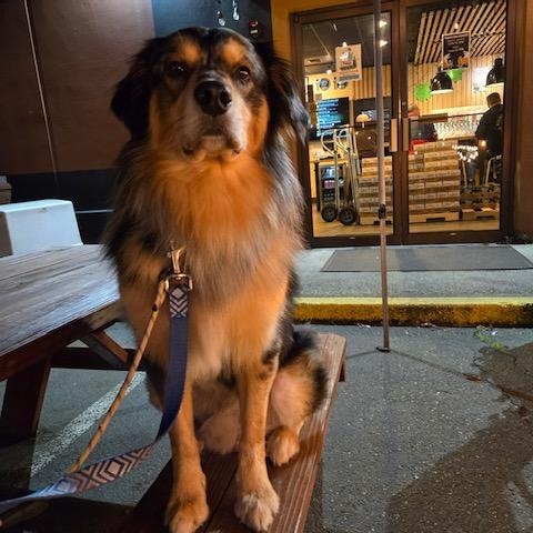 Enlarge Zuko, a ADOPTABLE mixed breed in Tacoma, WA image 2/6