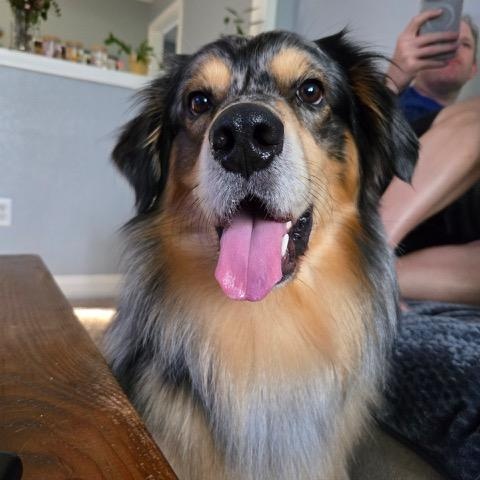 Enlarge Zuko, a ADOPTABLE mixed breed in Tacoma, WA image 5/6